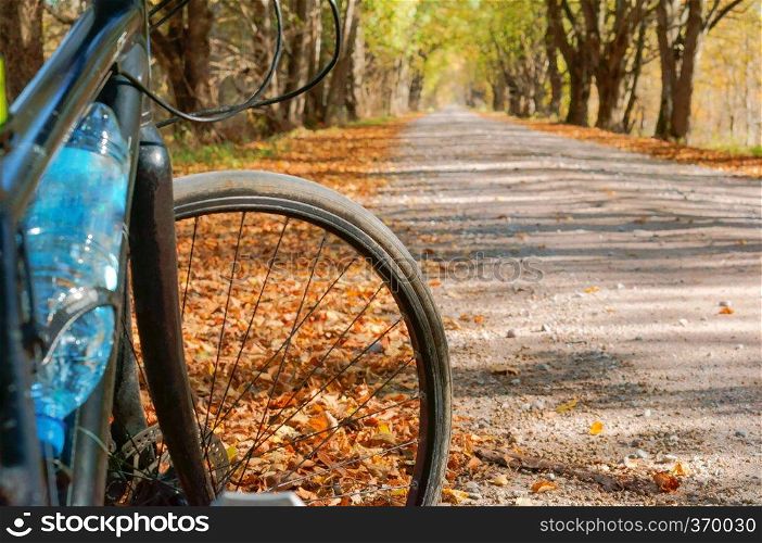 cyclist in autumn, bike in the autumn forest. bike in the autumn forest, cyclist in autumn