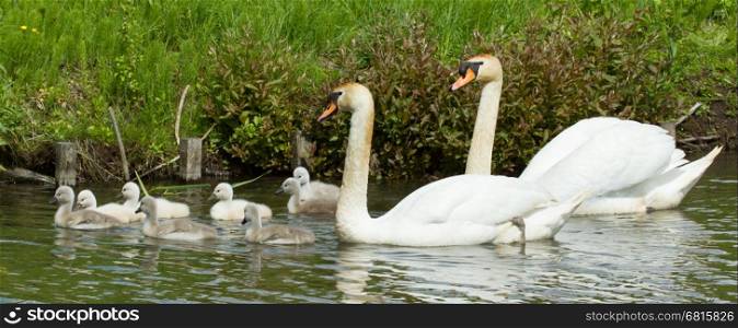 Cygnet are swimming in the water with their parents