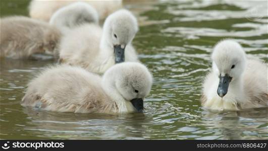Cygnets are swimming in the water