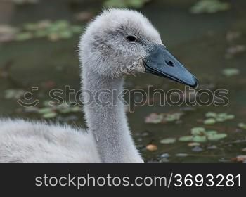 Cygnets swimming in a lake
