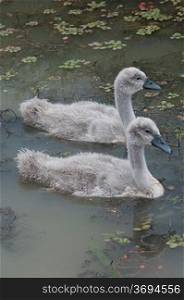 Cygnets swimming in a lake