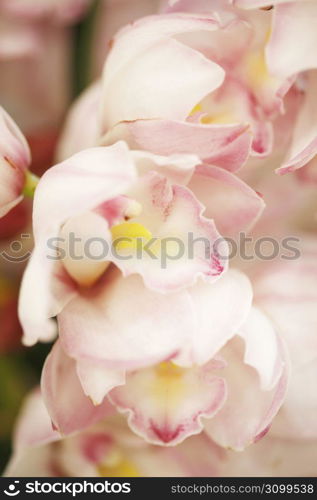 Cymbidium