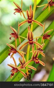 Cymbidium aloifolium Rare species wild orchids in forest of Thailand, This was shoot in the wild nature