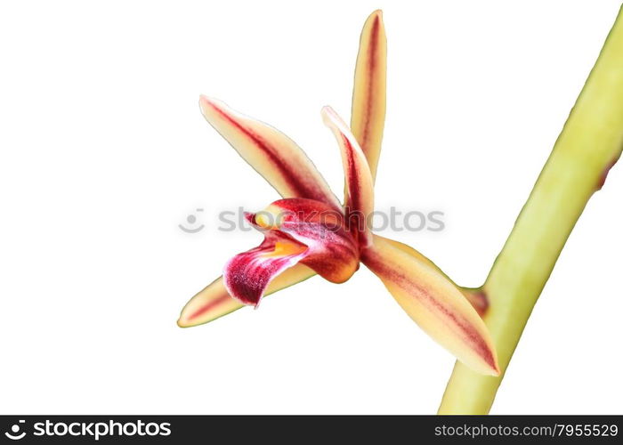 Cymbidium aloifolium Rare species wild orchids on white background