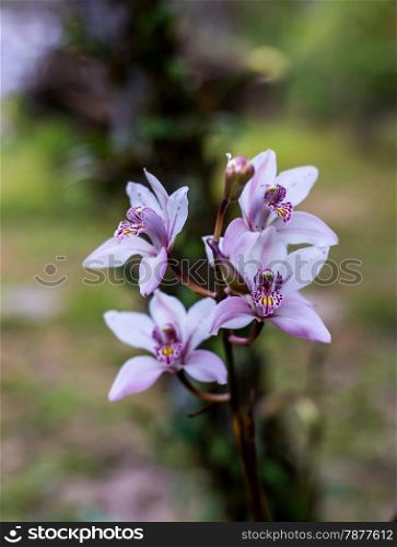 Cymbidium insigne Orchid