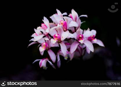 Cymbidium insigne Orchid