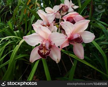 Cymbidium insigne Rolfe Orchid
