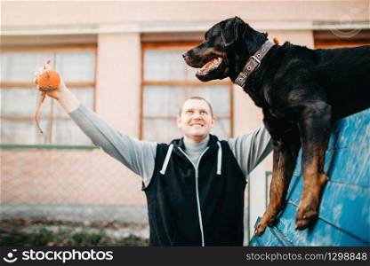 Cynologist training service dog on playground. Owner with his obedient pet outdoor, bloodhound domestic animal. Cynologist training service dog on playground