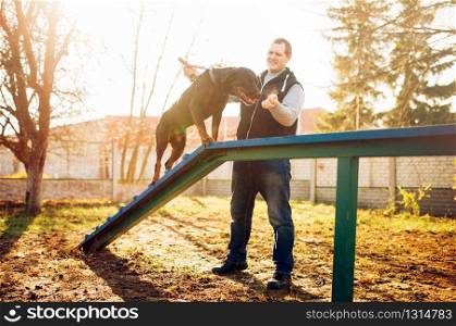 Cynologist training sniffing dog on playground. Owner with his obedient pet outdoor, bloodhound domestic animal. Cynologist training sniffing dog on playground