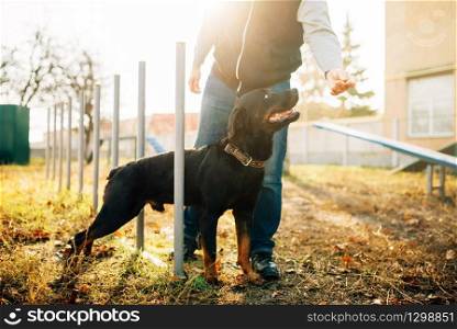 Cynologist with sniffing dog, training outside. Owner with his obedient pet outdoor, bloodhound domestic animal