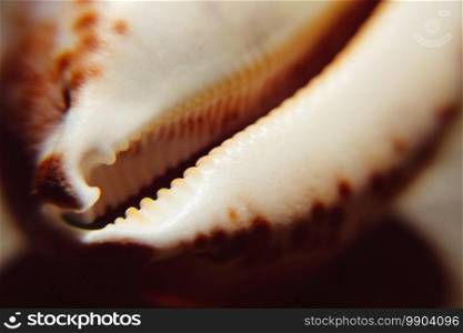 Cypraea seashell closeup view. Macro abstract background. Cypraea seashell closeup view