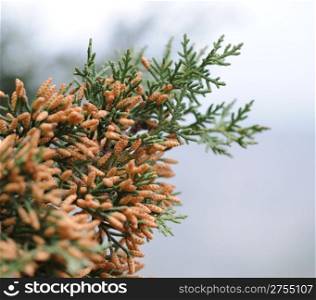 Cypress. A sort of evergreen trees and bushes of family Cypress