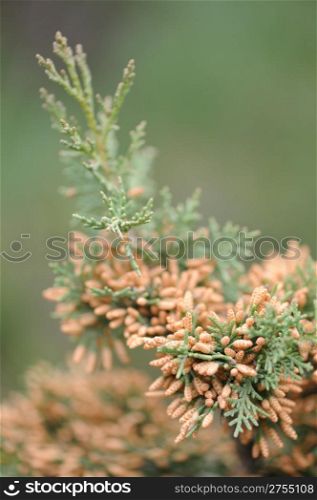 Cypress. A sort of evergreen trees and bushes of family Cypress