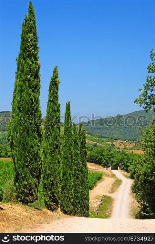 Cypress Alley Leading To The Farmer&rsquo;s House In Tuscany