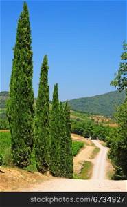 Cypress Alley Leading To The Farmer&rsquo;s House In Tuscany