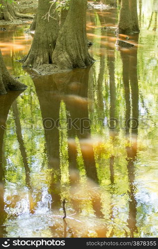 cypress forest and swamp of Congaree National Park in South Carolina