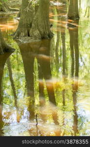 cypress forest and swamp of Congaree National Park in South Carolina