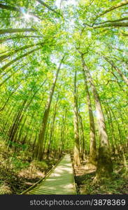 cypress forest and swamp of Congaree National Park in South Carolina