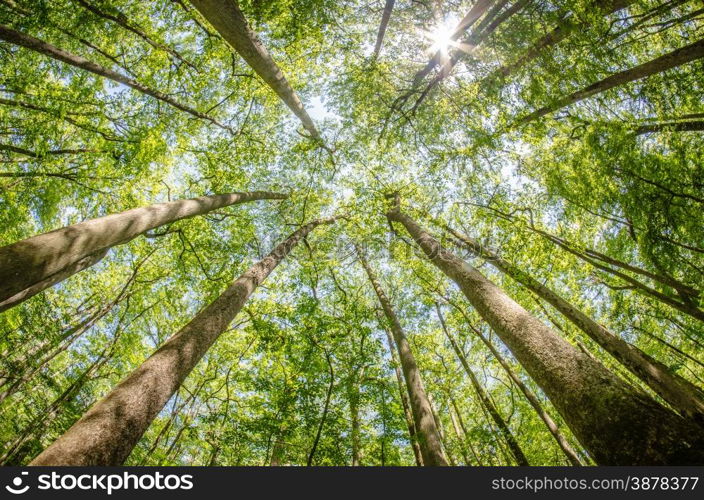 cypress forest and swamp of Congaree National Park in South Carolina