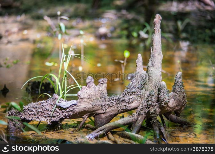 cypress forest and swamp of Congaree National Park in South Carolina