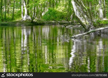 cypress forest and swamp of Congaree National Park in South Carolina