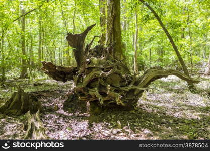 cypress forest and swamp of Congaree National Park in South Carolina