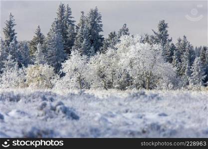 Cypress Hills First Snowfall Alberta Saskatchewan Canada