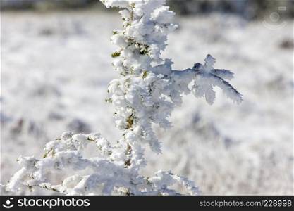 Cypress Hills First Snowfall Alberta Saskatchewan Canada
