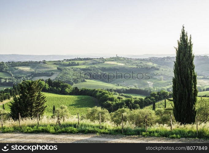 Cypress tree in Toscana, Italy.