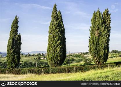 Cypress tree in Toscana, Italy.