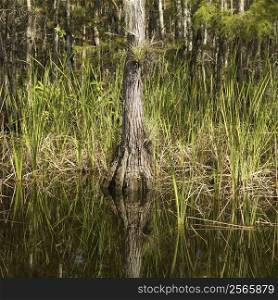 Cypress tree in wetland of Everglades National Park, Florida, USA.
