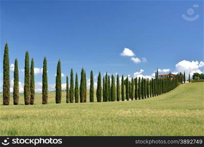 Cypress trees along rural road. Tuscany, Italy