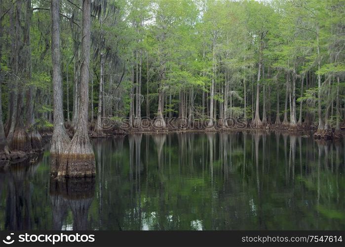 Cypress trees in Florida swamp with reflection