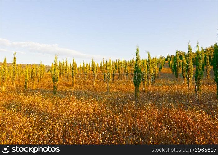 Cypress Trees in the Nursery Garden in Tuscany