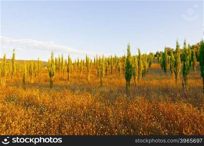 Cypress Trees in the Nursery Garden in Tuscany