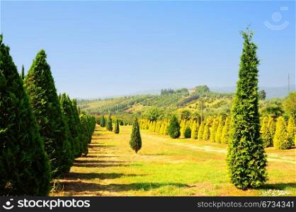 Cypress Trees in The Nursery Garden in Tuscany, Italy