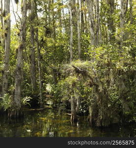 Cypress trees in wetland of Everglades National Park, Florida, USA.