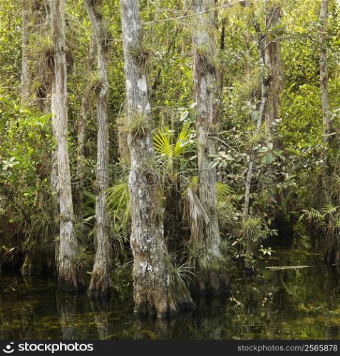 Cypress trees in wetland of Everglades National Park, Florida, USA.