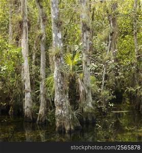 Cypress trees in wetland of Everglades National Park, Florida, USA.