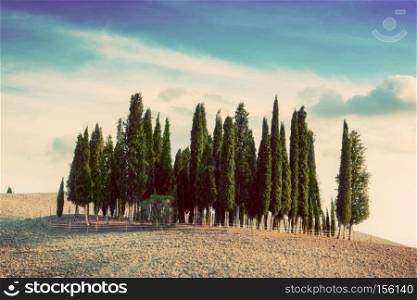 Cypress trees on the field in Tuscany, Italy at sunset. Tuscan landscape in vintage, retro mood. Cypress trees on the field in Tuscany, Italy at sunset. Vintage