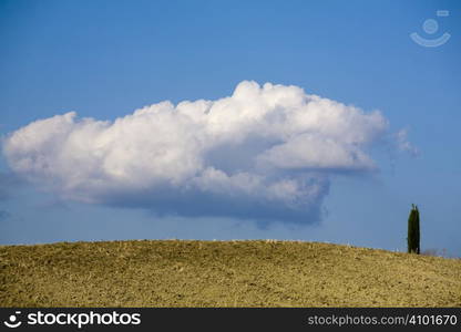 cypress trees on the hill top - typical tuscan landscape