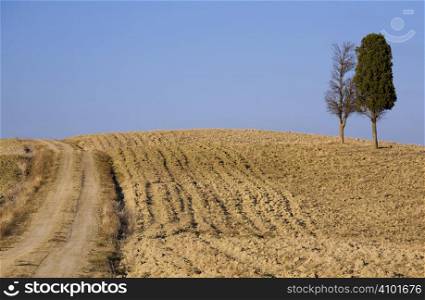 cypress trees on the hill top - typical tuscan landscape