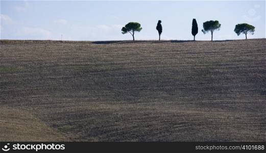 cypress trees on the hill top - typical tuscan landscape