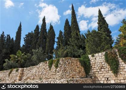 Cypresses above stone wall in Jerusalem