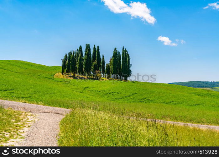 Cypresses trees in hilly tuscany field in Vladorcia Italy with the field of yellow flowers and the vineyard