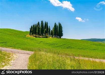 Cypresses trees in hilly tuscany field in Vladorcia Italy with the field of yellow flowers and the vineyard