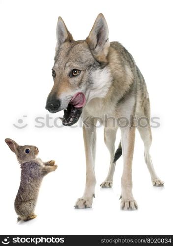 czechoslovakian wolf dog and bunny in front of white background