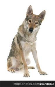 czechoslovakian wolf dog in front of white background