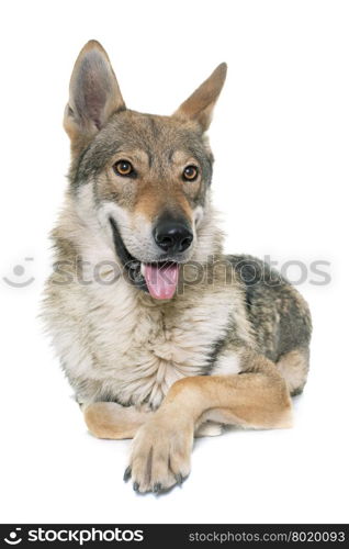 czechoslovakian wolf dog in front of white background