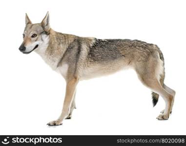 czechoslovakian wolf dog in front of white background